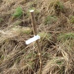 A newly planted fruit tree